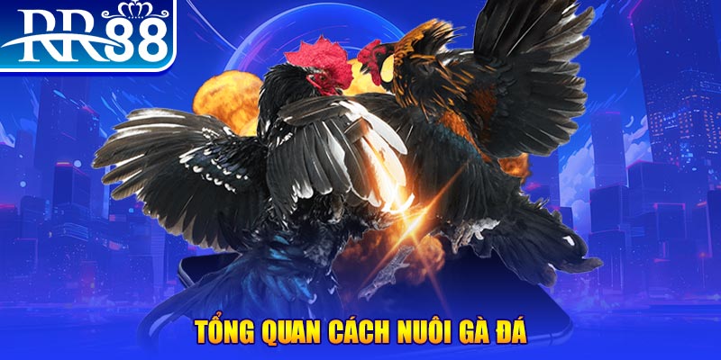 868vip1 VA Điện Tử
