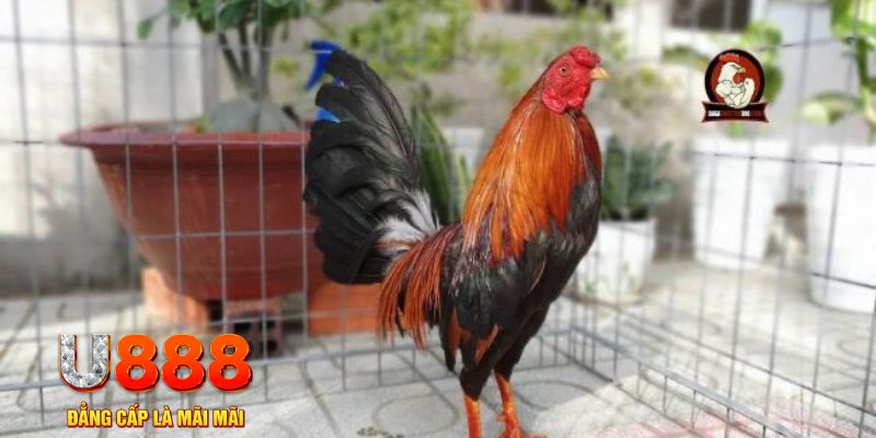868vip1 casino máy tính